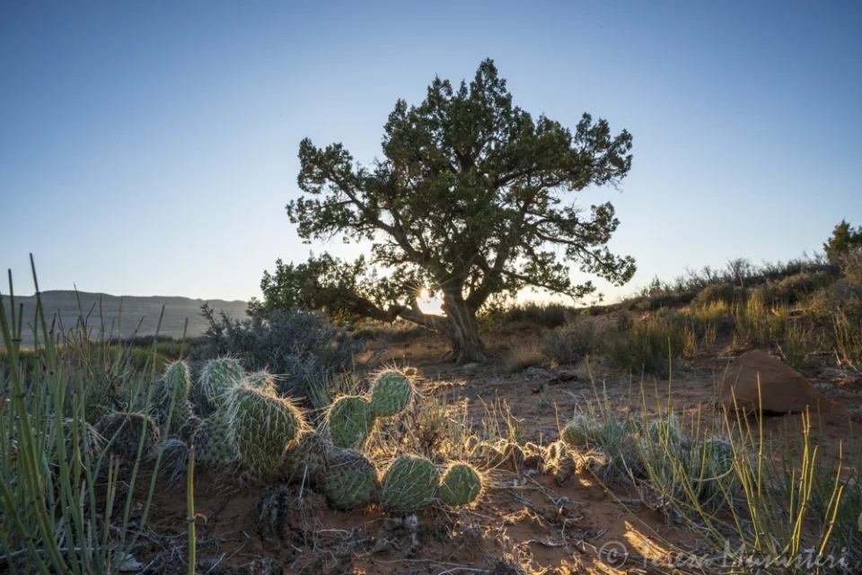 Lone juniper and prickly pear cactus on the high desert at dusk