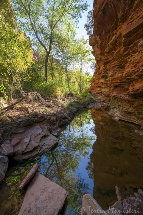 Cottonwoods reflected in a still canyon pool below red cliffs