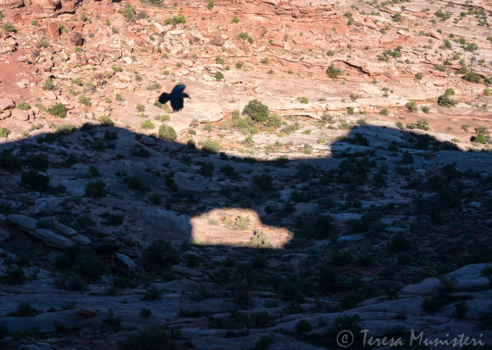 A raven in flight over a moonlit slickrock basin