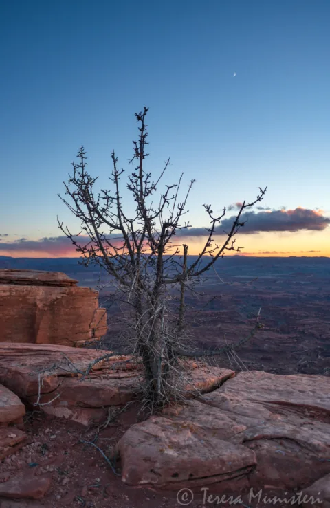 Bare desert tree silhouetted on a canyon rim at sunset