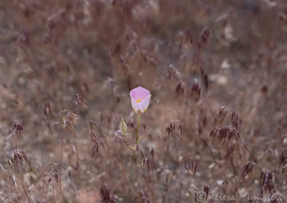 A single pale wildflower among desert grasses