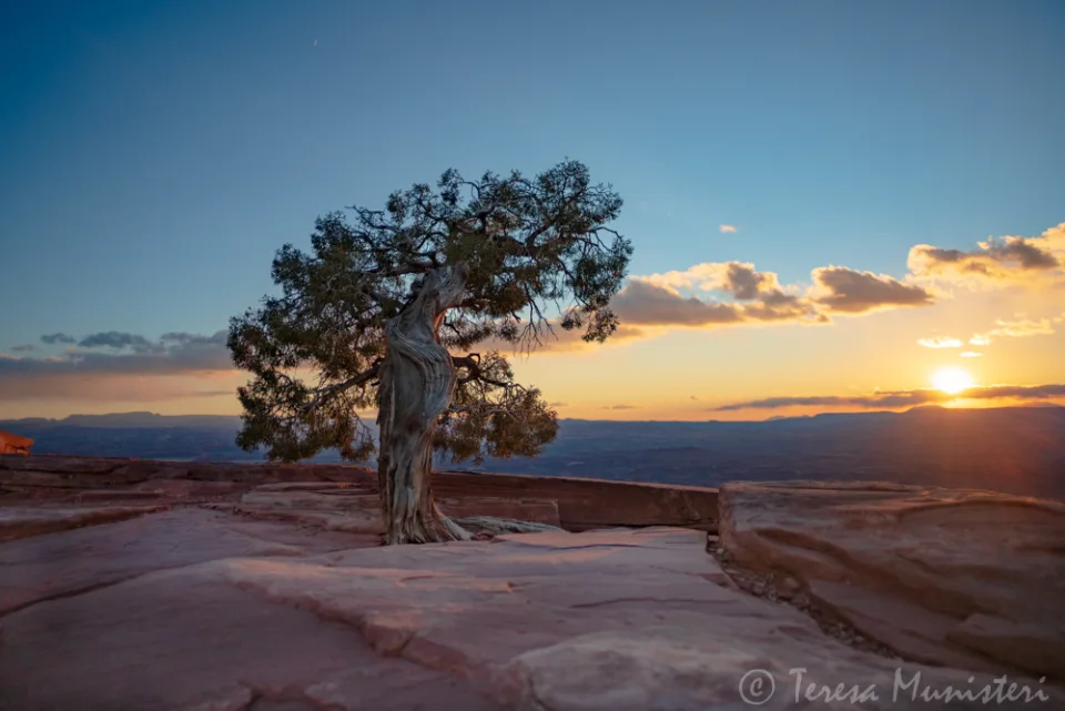 Weathered juniper on slickrock at sunset above the canyons