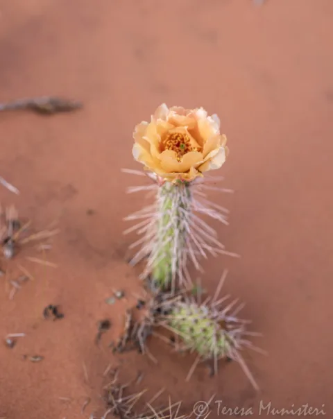 Prickly pear blossom against red desert sand
