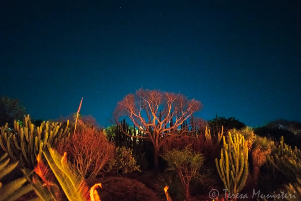 Ocotillo and cactus lit at night against a deep blue sky