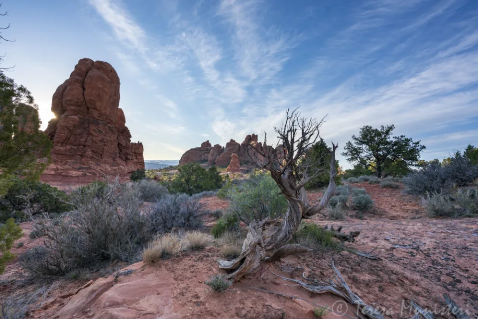 Twisted dead juniper among sandstone fins, Arches National Park