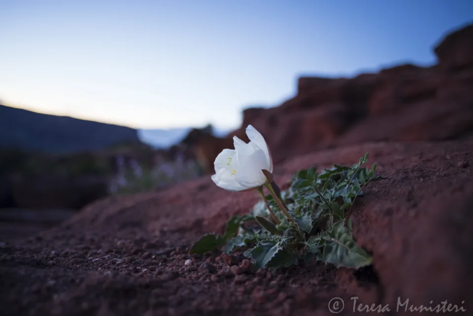 Evening primrose blooming on red sand at dusk