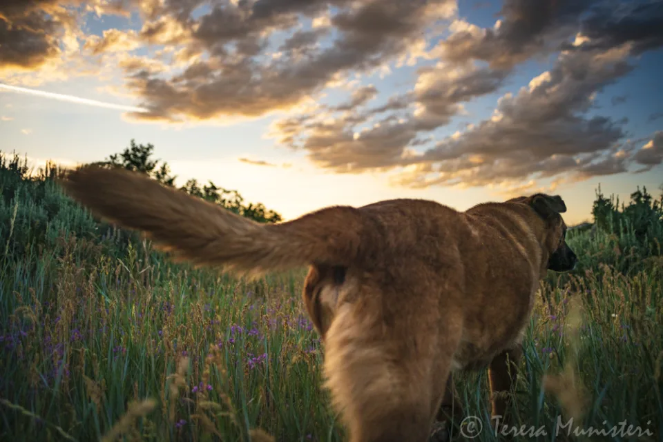 A dog running through spring wildflowers at sunset