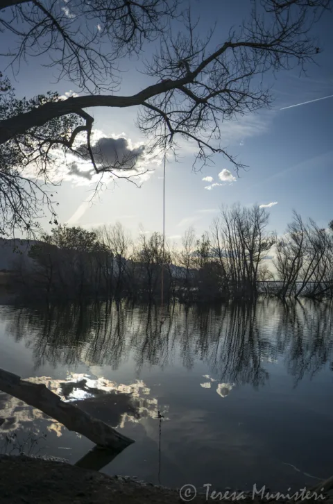 Bare cottonwoods reflected in still water