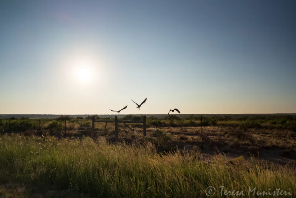 Birds crossing a hazy sun over open grassland
