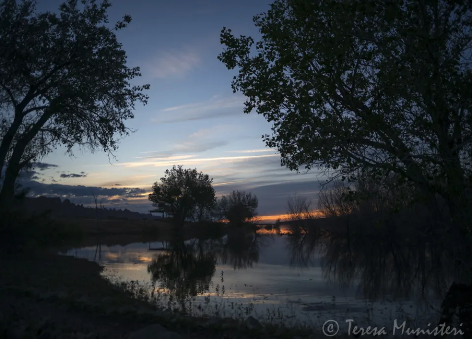 Cottonwoods along a river bend at dusk
