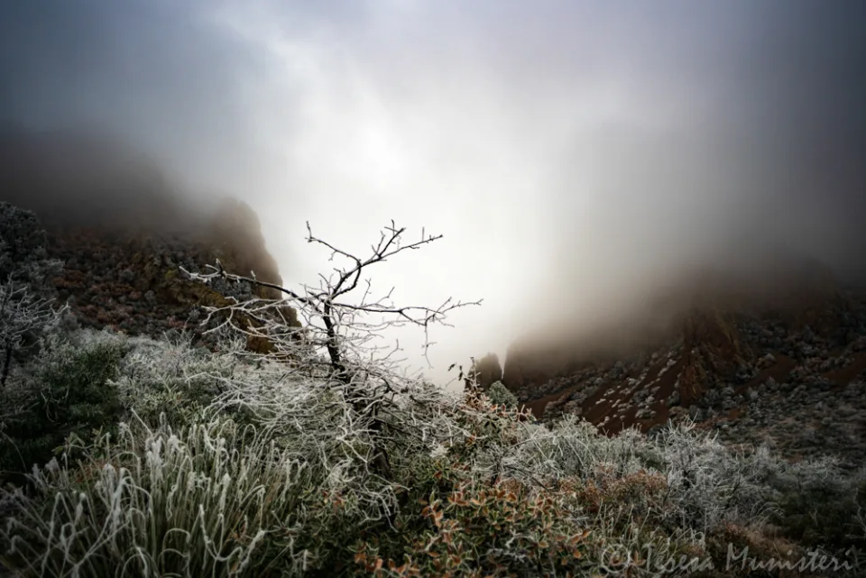 A lone tree in frost and fog on the high desert