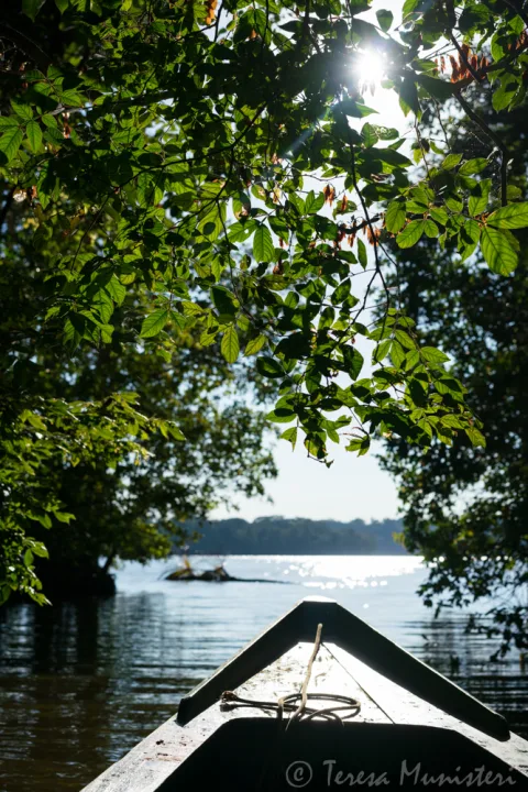 The bow of a wooden boat on an Amazon river, seen through leaves