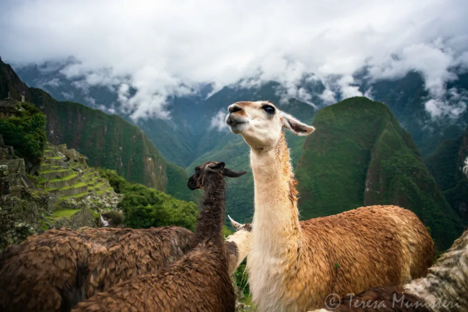 Llamas above the terraces of Machu Picchu