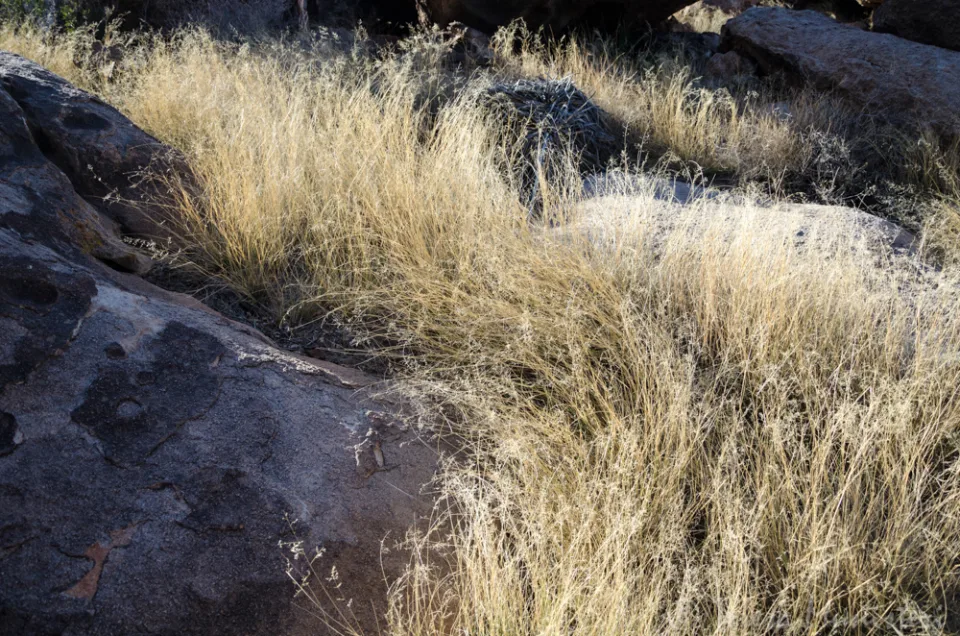 Golden grasses over glacial rock in Patagonia