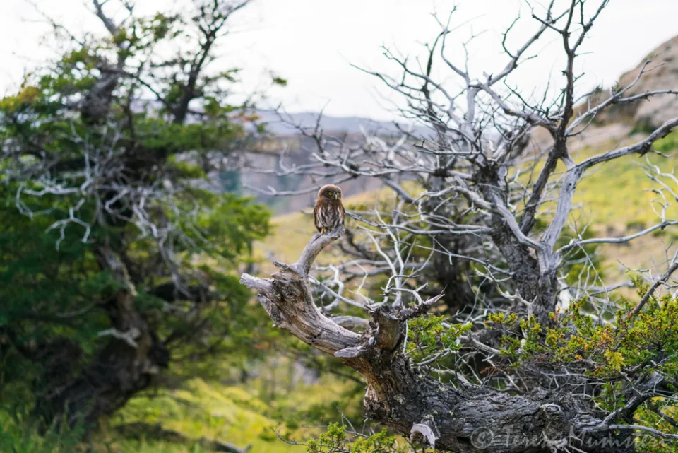 An owl perched in a weathered tree, Patagonia