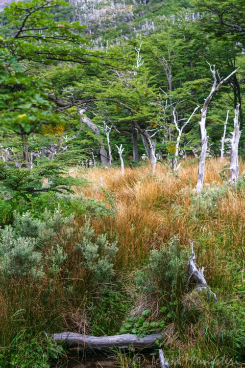 Southern beech forest and grasses below the peaks