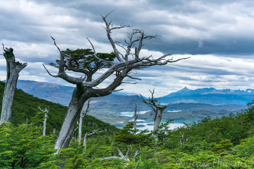 Wind-shaped dead trees above a glacial lake