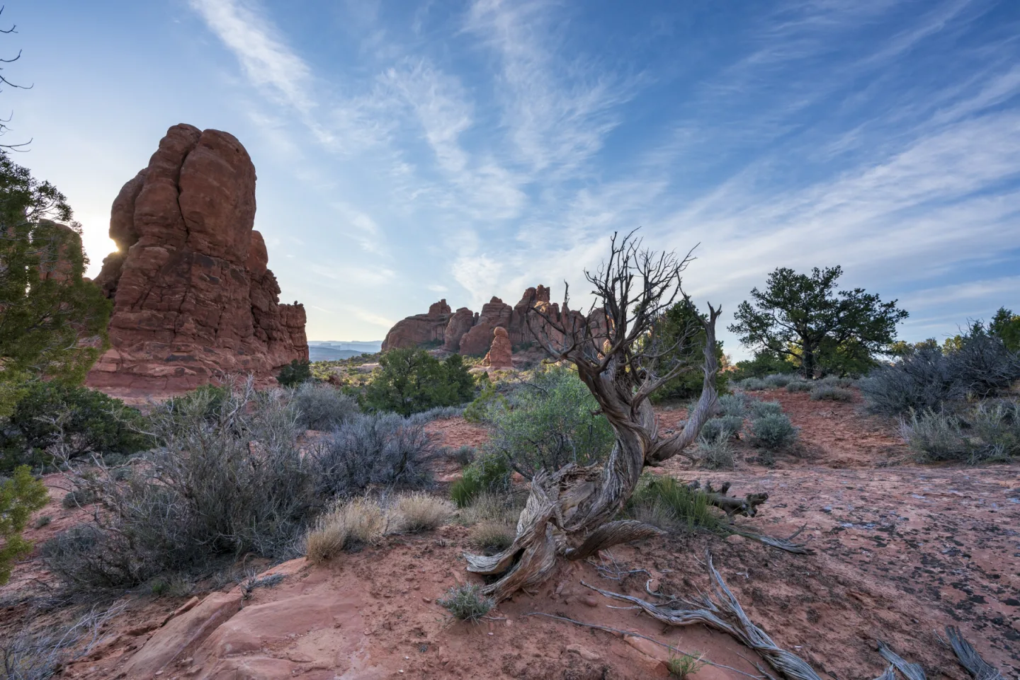 Sandstone fins and desert juniper under high cirrus, Arches National Park